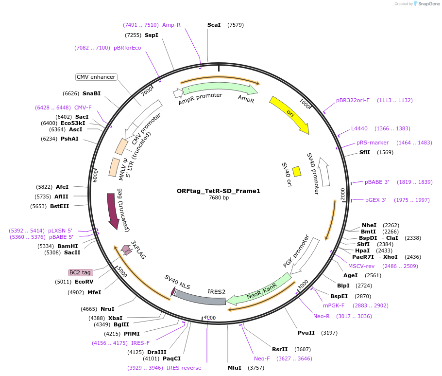 ORFtag_TetR-SD_Frame1载体图谱