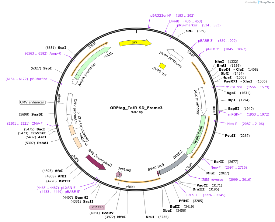 ORFtag_TetR-SD_Frame3载体图谱