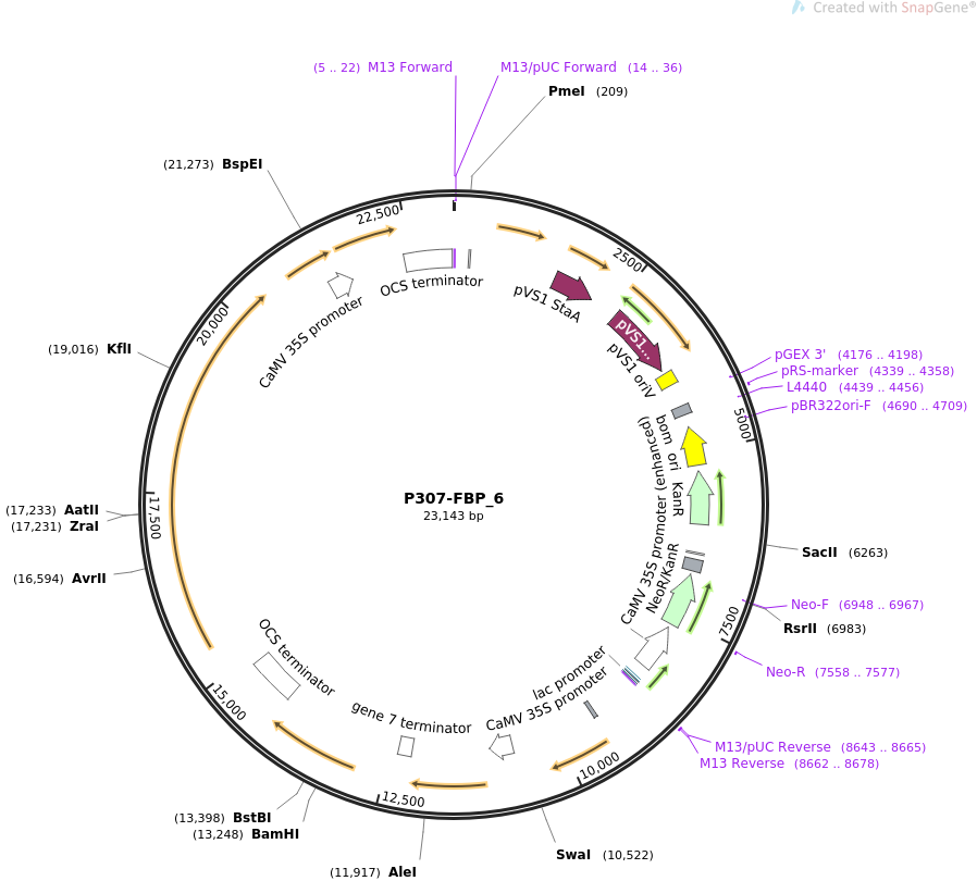 P307-FBP_6质粒图谱