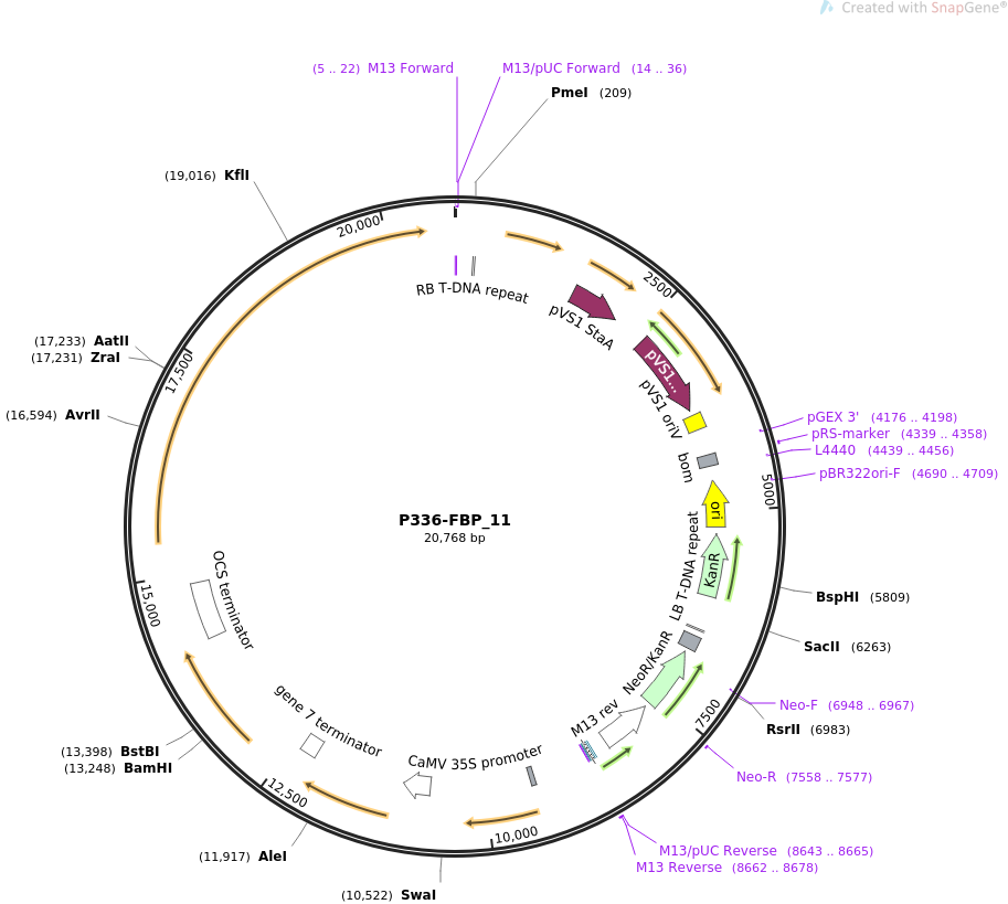P336-FBP_11质粒图谱