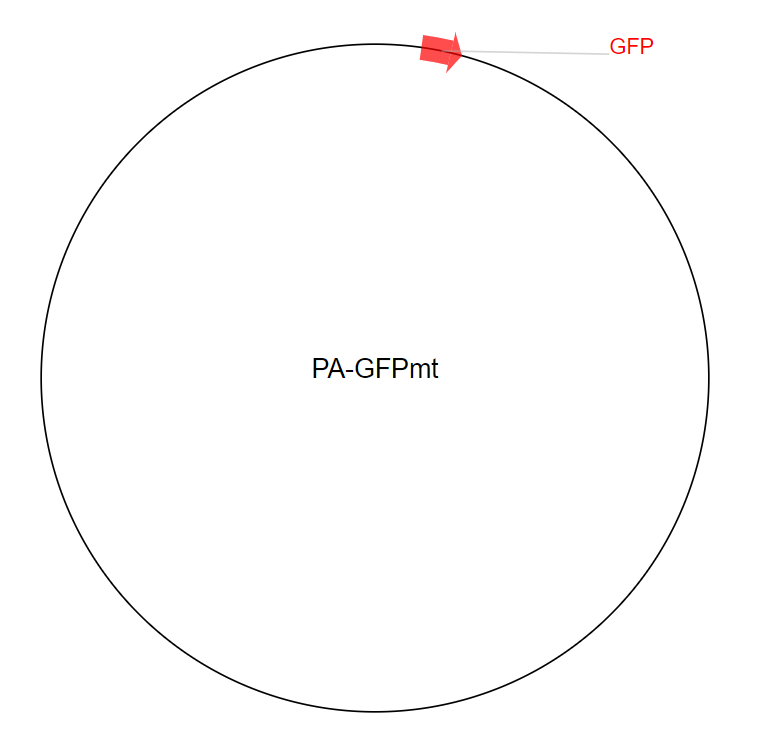 PA-GFPmt质粒图谱
