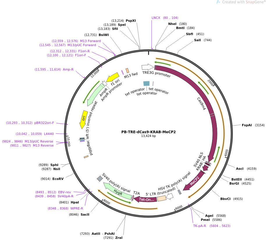 PB-TRE-dCas9-KRAB-MeCP2质粒图谱