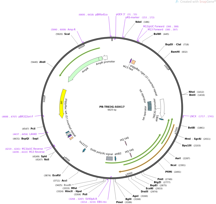 PB-TRE3G-SOX17载体图谱