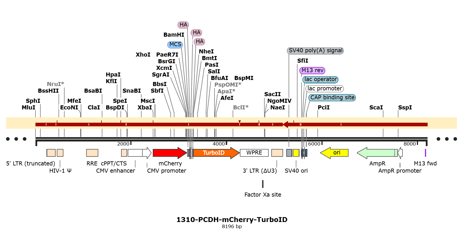 PCDH-mCherry-TurboID载体图谱