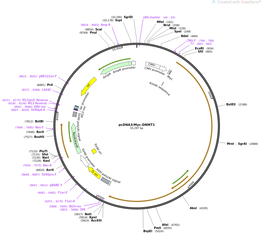 PCDNA3-myc-DNMT1质粒图谱