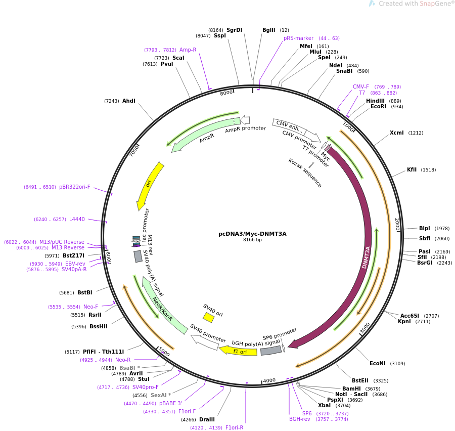PCDNA3-myc-dnmt3a质粒图谱