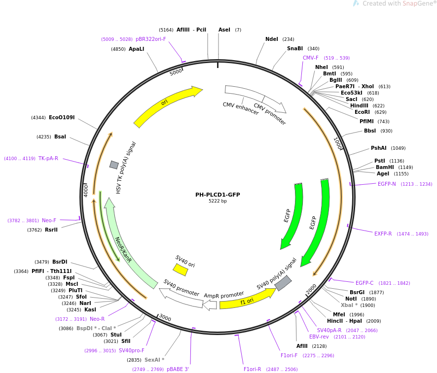 PH-PLCD1-GFP质粒图谱
