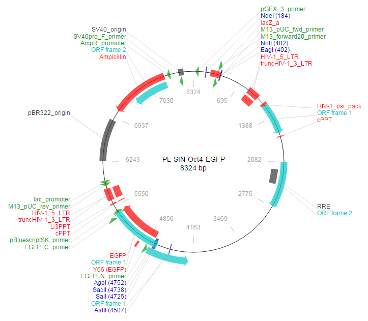PL-SIN-Oct4-EGFP载体图谱