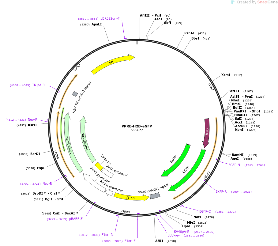 PPRE-H2B-eGFP载体图谱