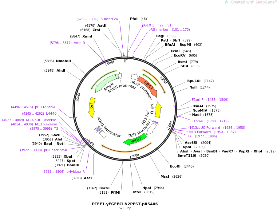 PTEF1-yEGFPCLN2PEST-pRS406载体图谱