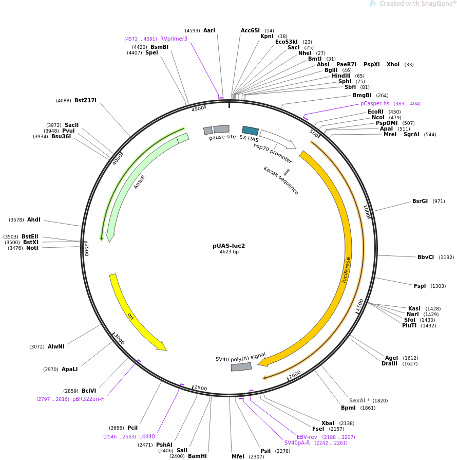 PUAS-Luc2质粒图谱