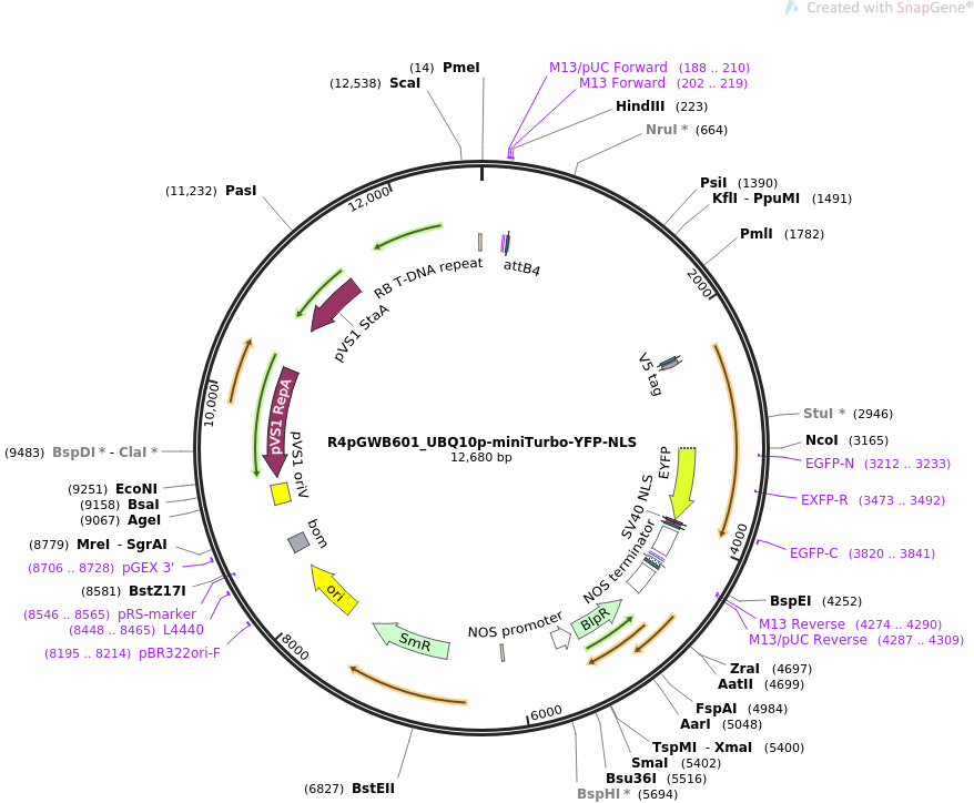 R4pGWB601_UBQ10p-miniTurbo-YFP-NLS质粒图谱