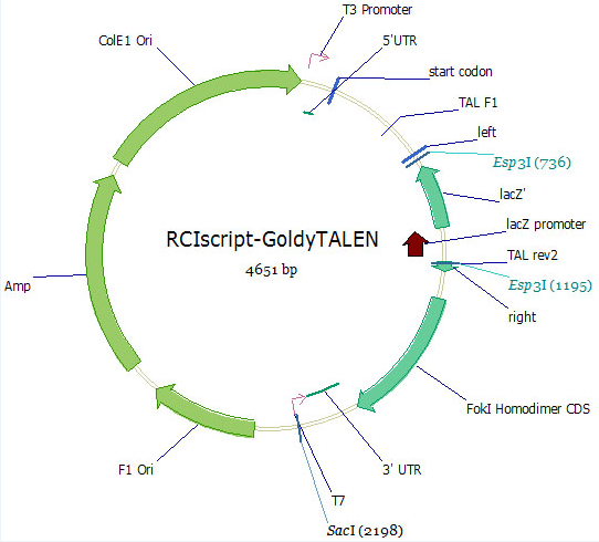 RCIscript-GoldyTALEN载体图谱