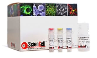 ScienCell细胞购买进口 ScienCell原代细胞中国代理代购购买