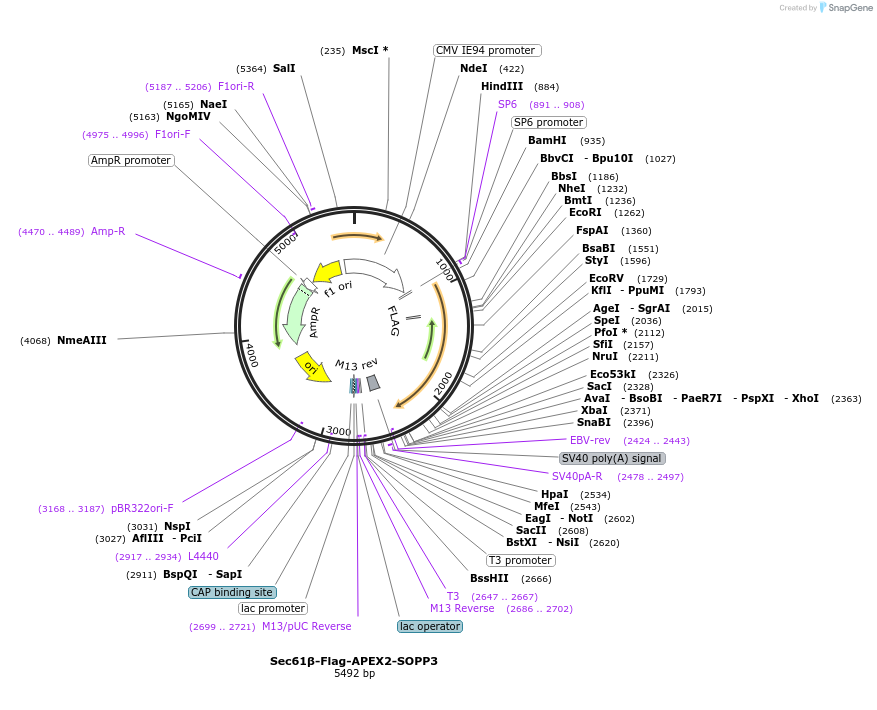 Sec61β-Flag-APEX2-SOPP3载体图谱
