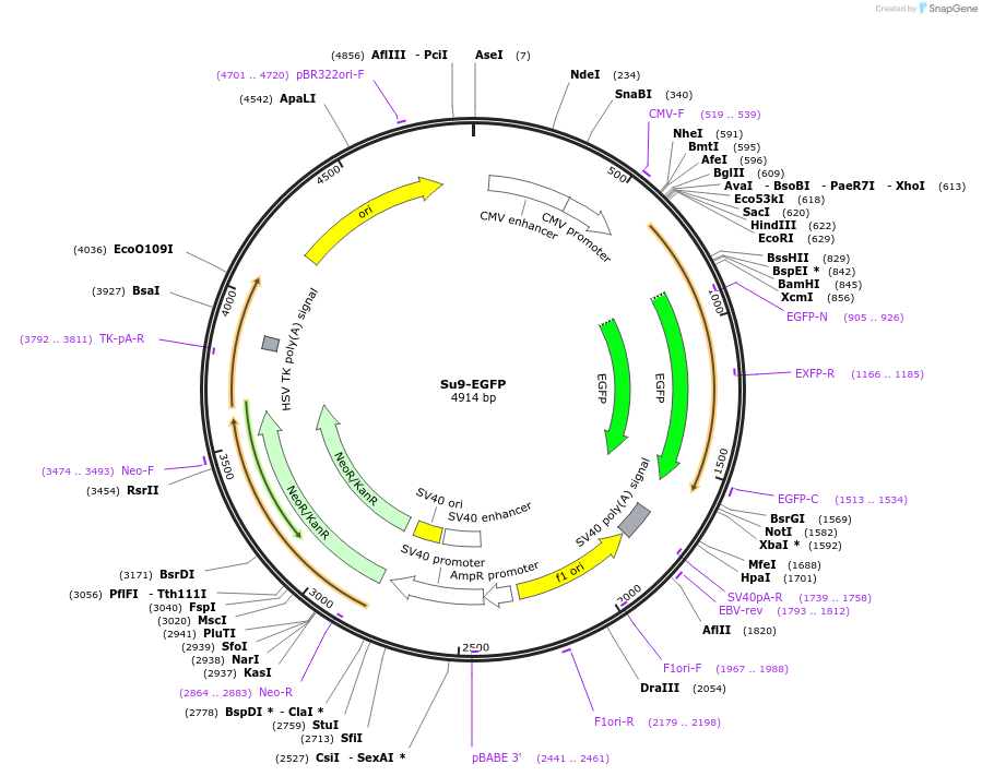 Su9-EGFP载体图谱