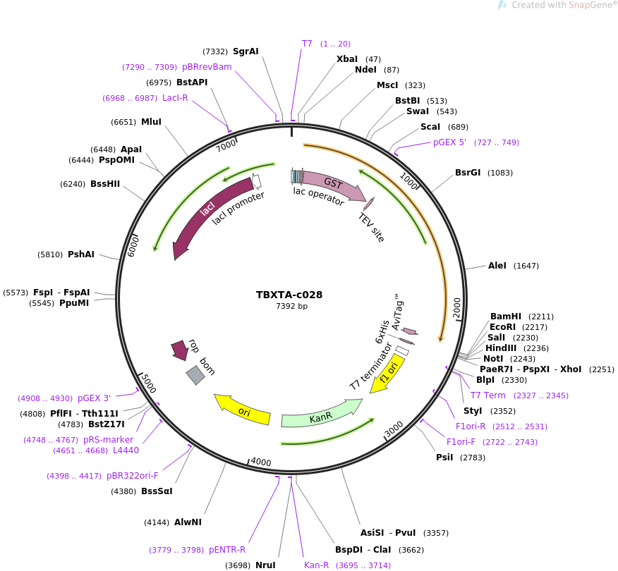 TBXTA-c028质粒图谱