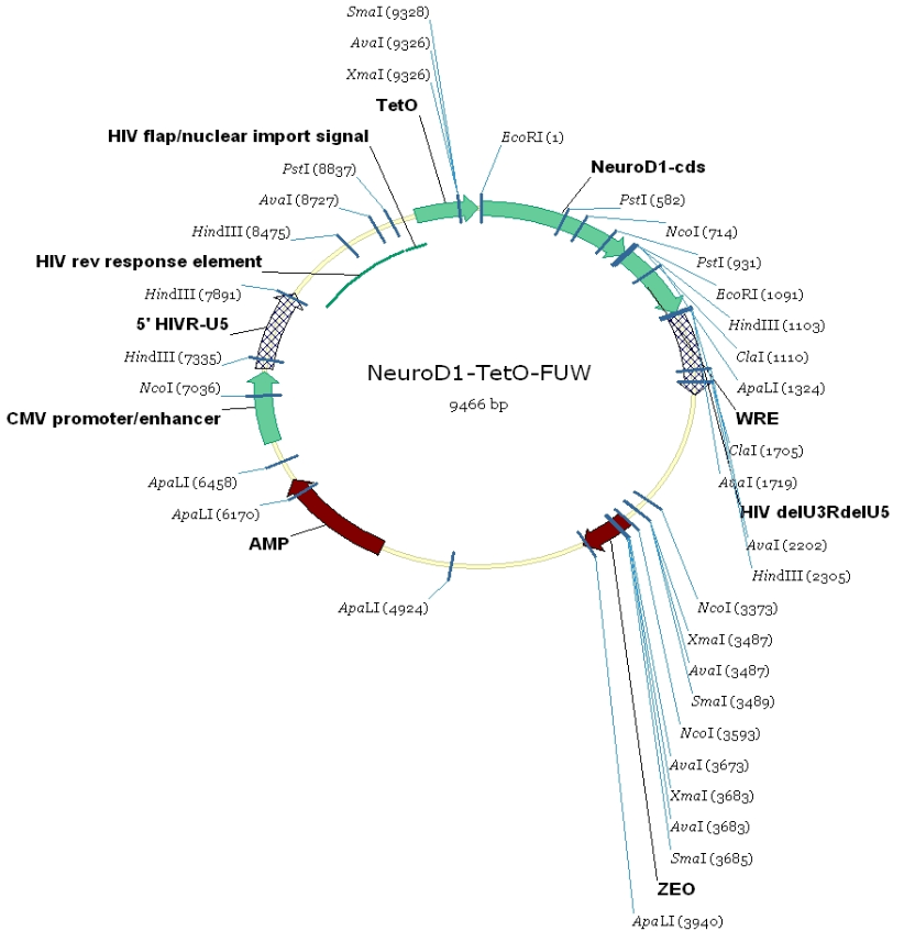 Tet-O-FUW-Neurod1载体图谱