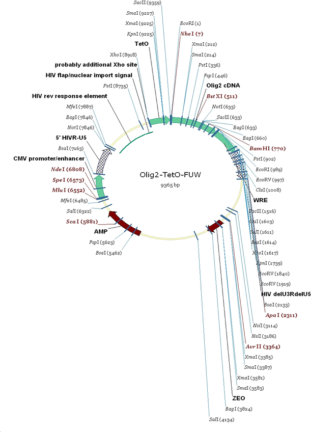 Tet-O-FUW-Olig2质粒图谱
