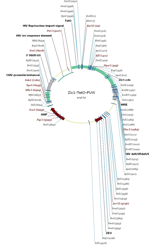 Tet-O-FUW-Zic1质粒图谱