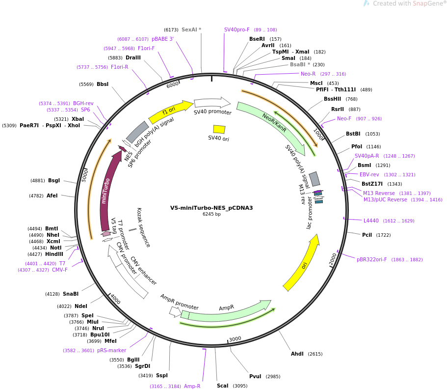 V5-miniTurbo-NES_pCDNA3质粒图谱