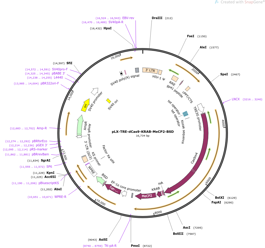 pLX-TRE-dCas9-KRAB-MeCP2-BSD