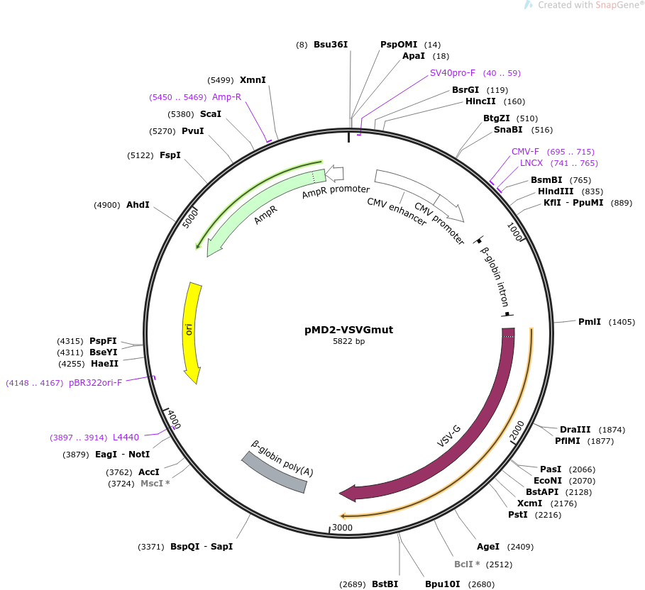 pMD2-VSVGmut质粒图谱