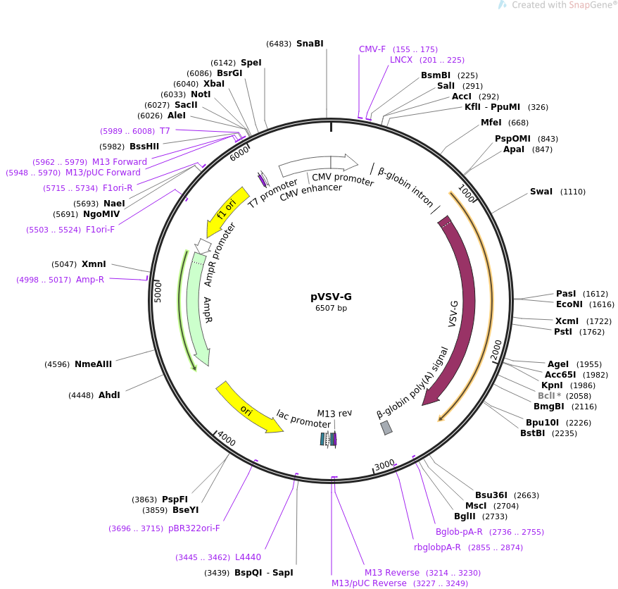 pLenti-pVSV-G质粒图谱