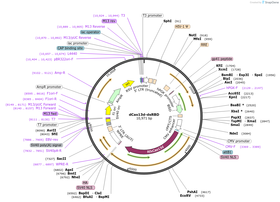 dCas13d-dsRBD载体图谱