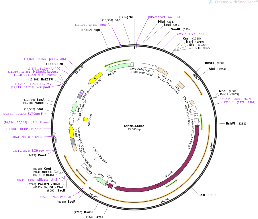 lentiSAMv2质粒图谱