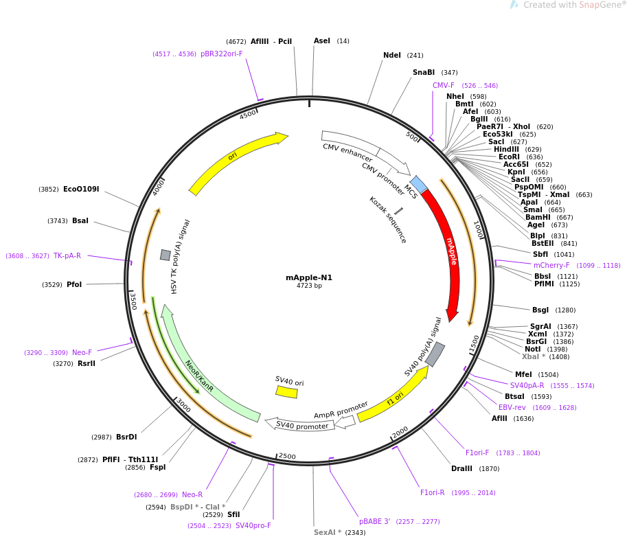 mApple-N1质粒图谱