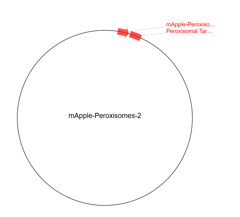 mApple-Peroxisomes-2载体图谱