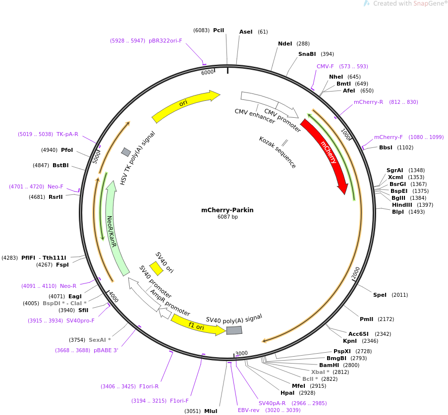 mCherry-Parkin质粒图谱