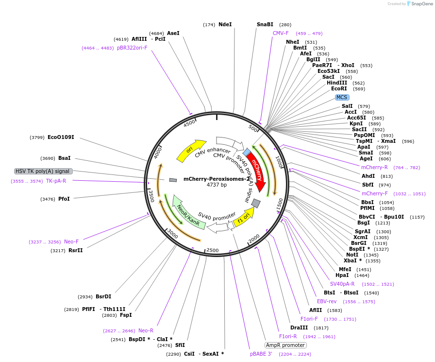 mCherry-Peroxisomes-2载体图谱