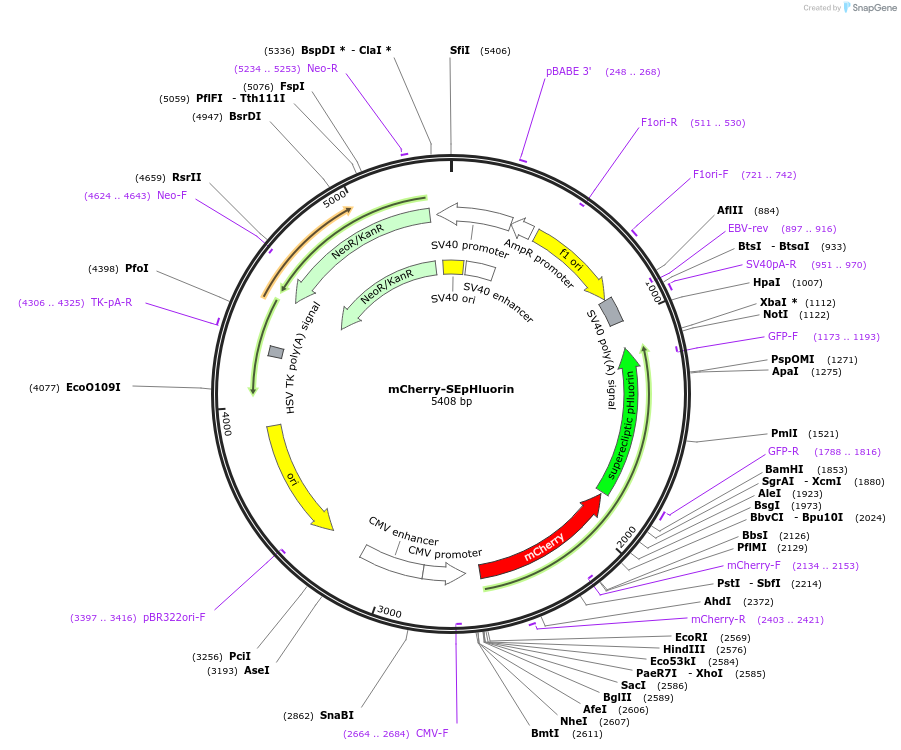 mCherry-SEpHluorin载体图谱