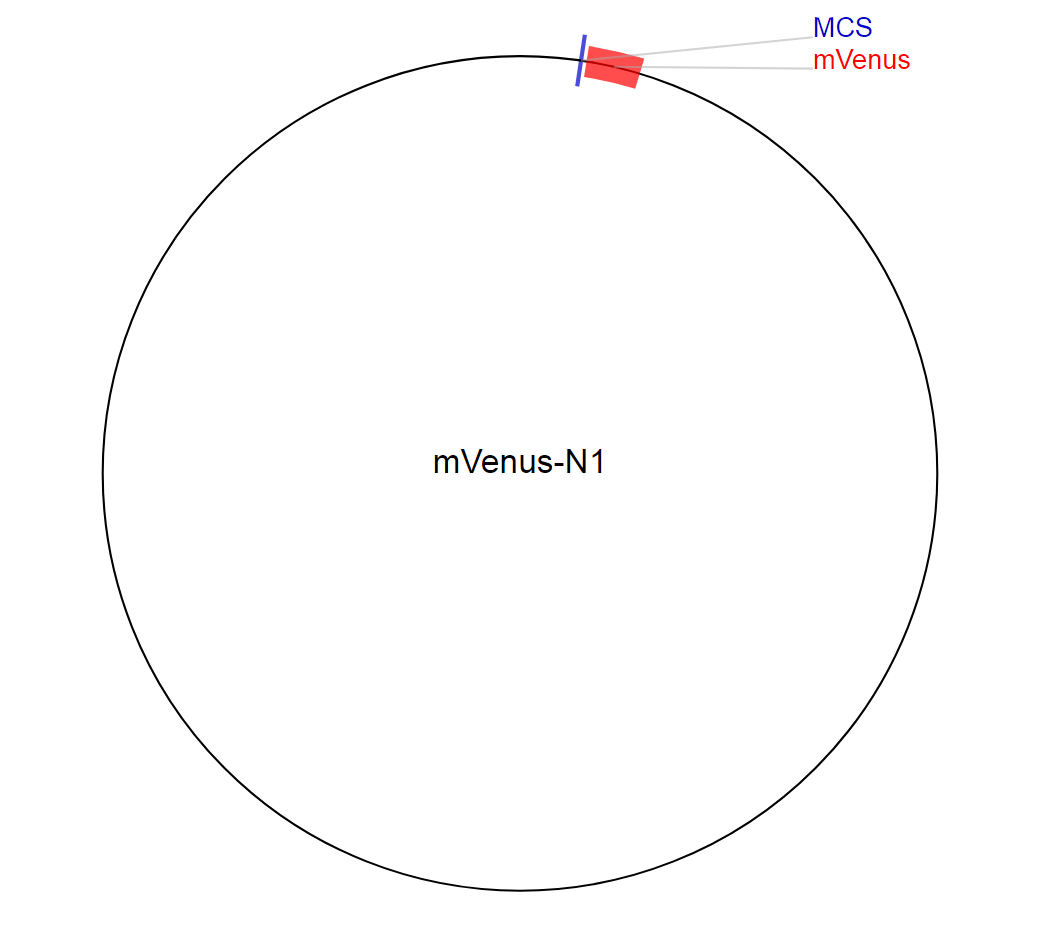 mVenus-N1质粒图谱