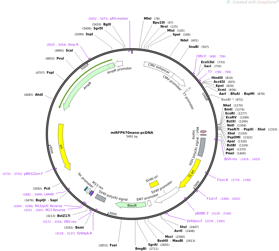 miRFP670nano-pcDNA质粒图谱
