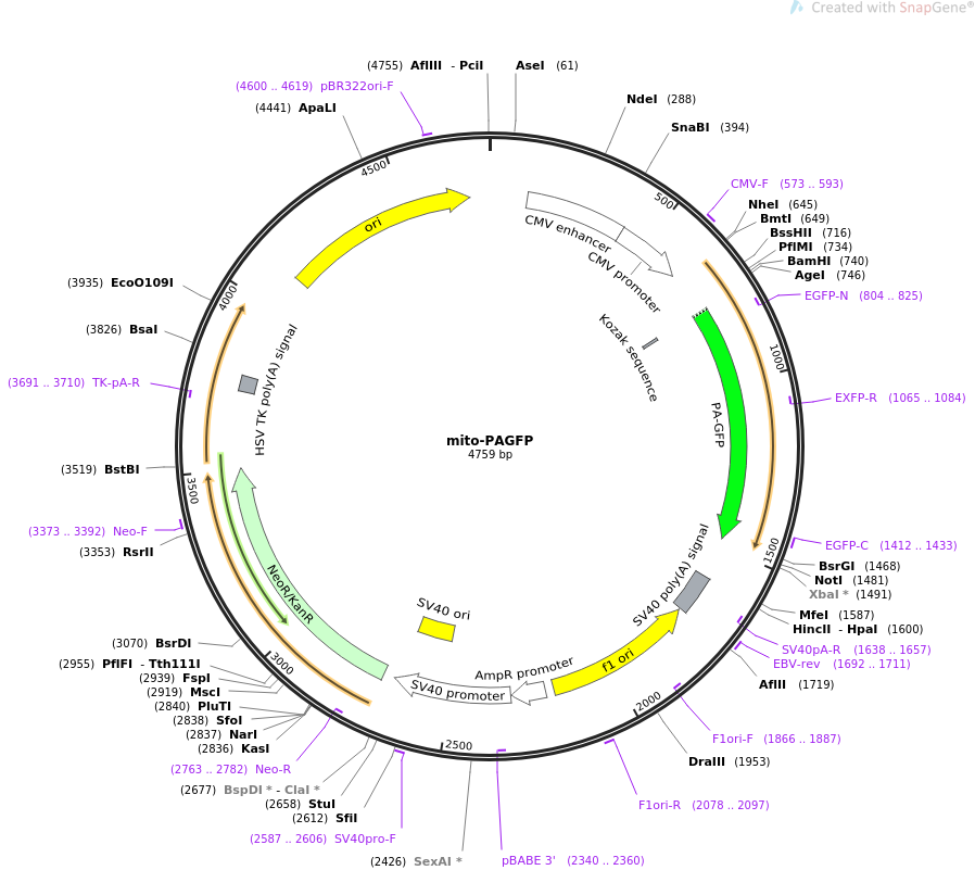 mito-PAGFP质粒图谱
