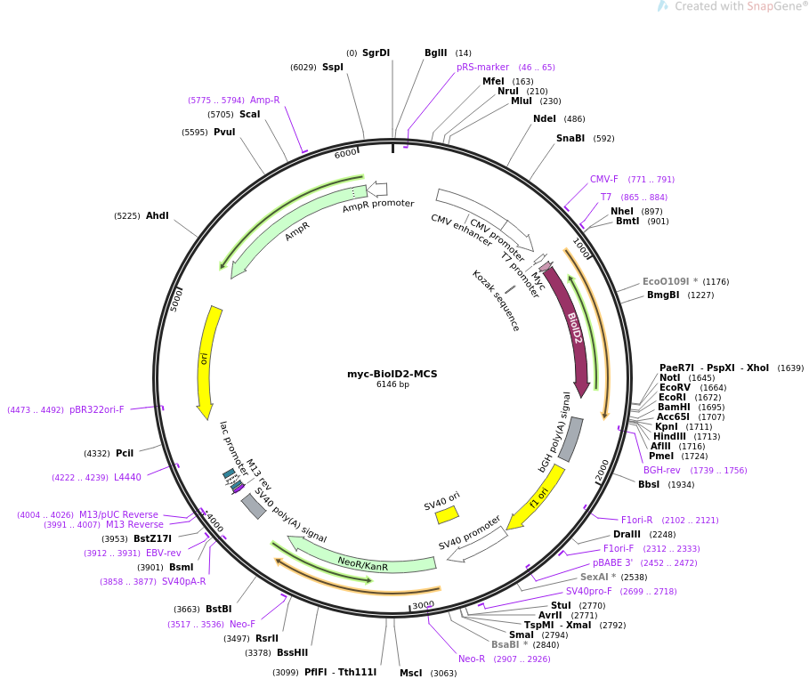 myc-BioID2-MCS质粒图谱