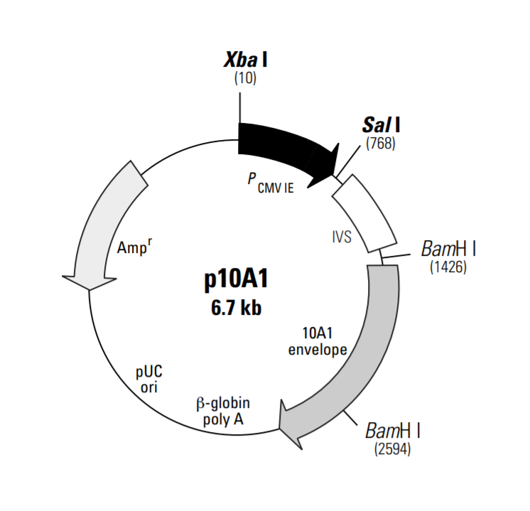 p10A1载体图谱