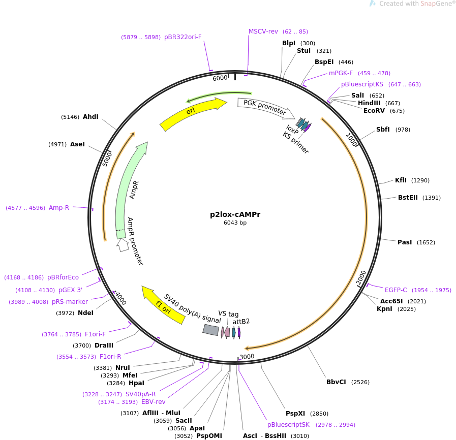 p2lox-cAMPr载体图谱