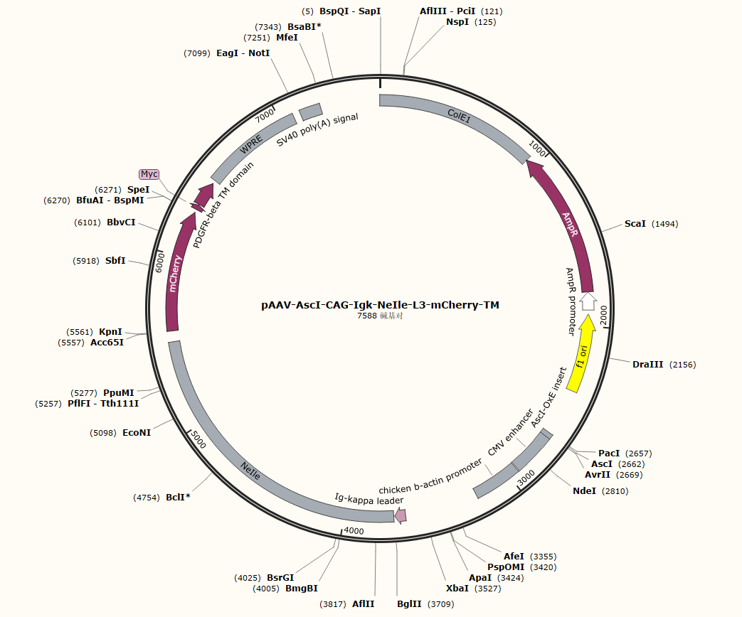 pAAV-AscI-CAG-Igk-NeIle-L3-mCherry-TM载体图谱