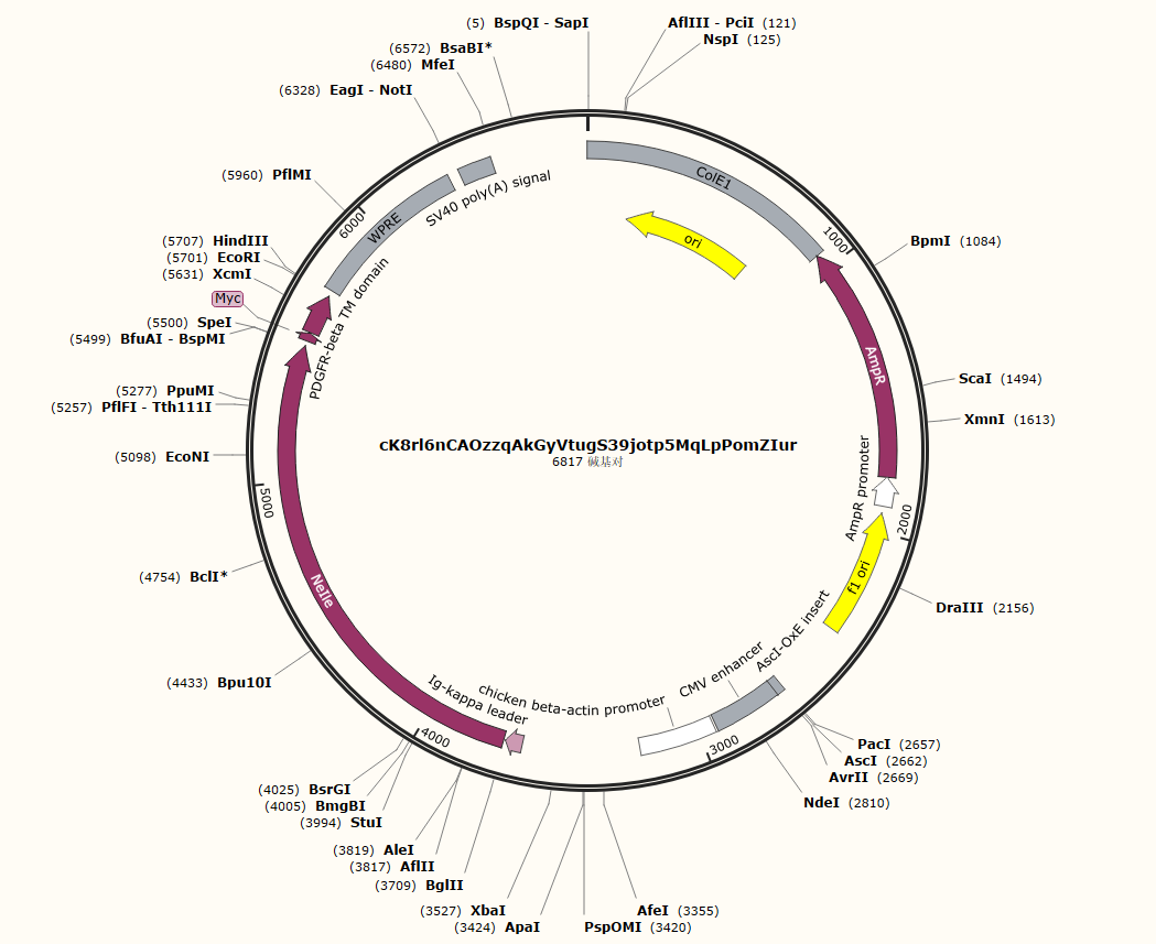 pAAV-AscI-CAG-Igk-NeIle-TM载体图谱