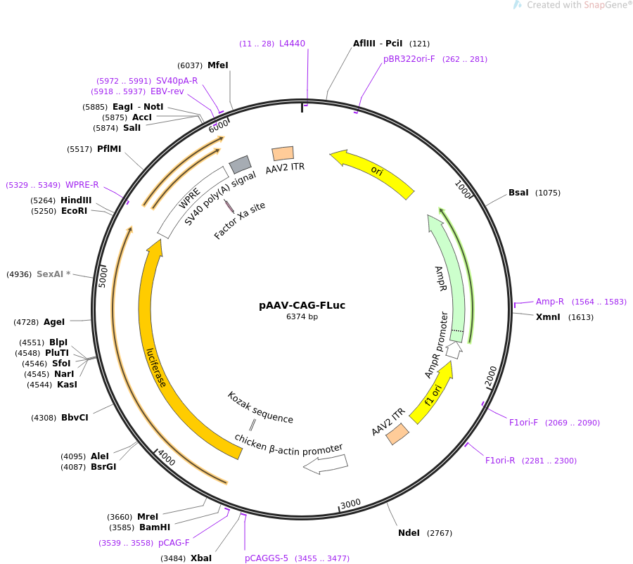 pAAV-CAG-Fluc载体图谱