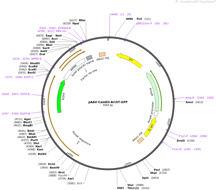 pAAV-CamKII-ArchT-GFP质粒图谱