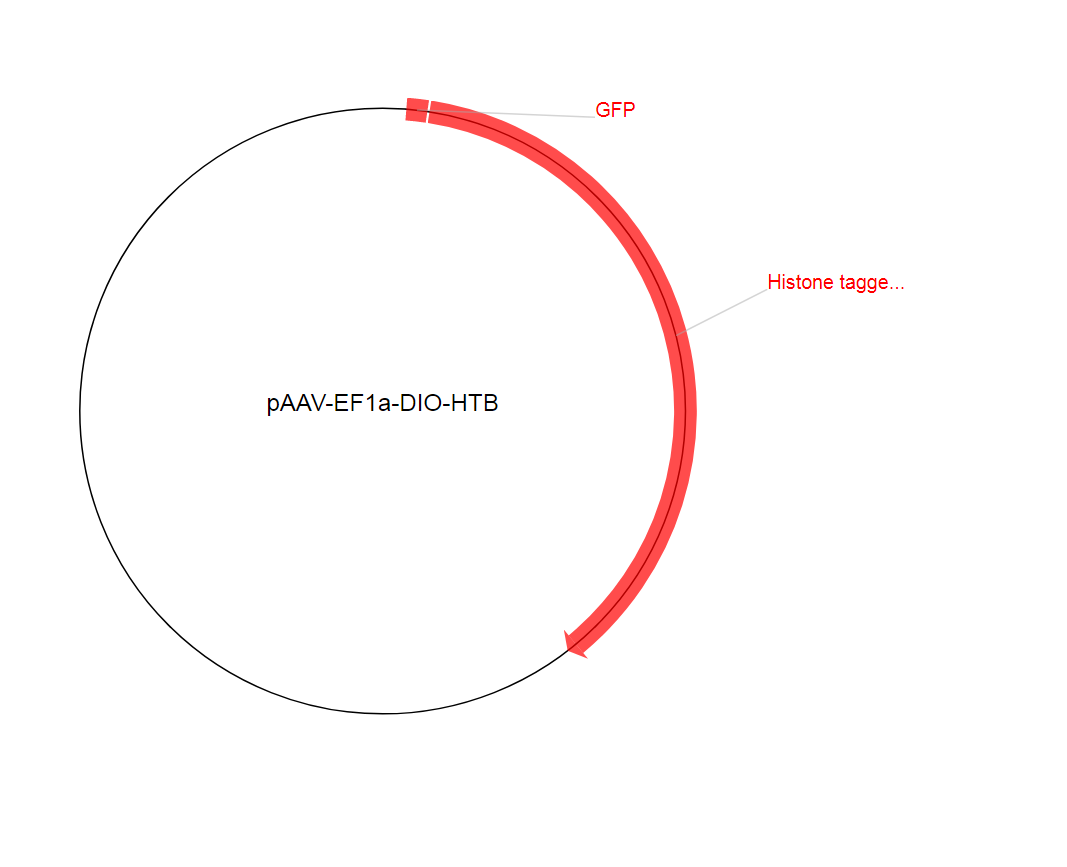 pAAV-EF1a-DIO-HTB质粒图谱