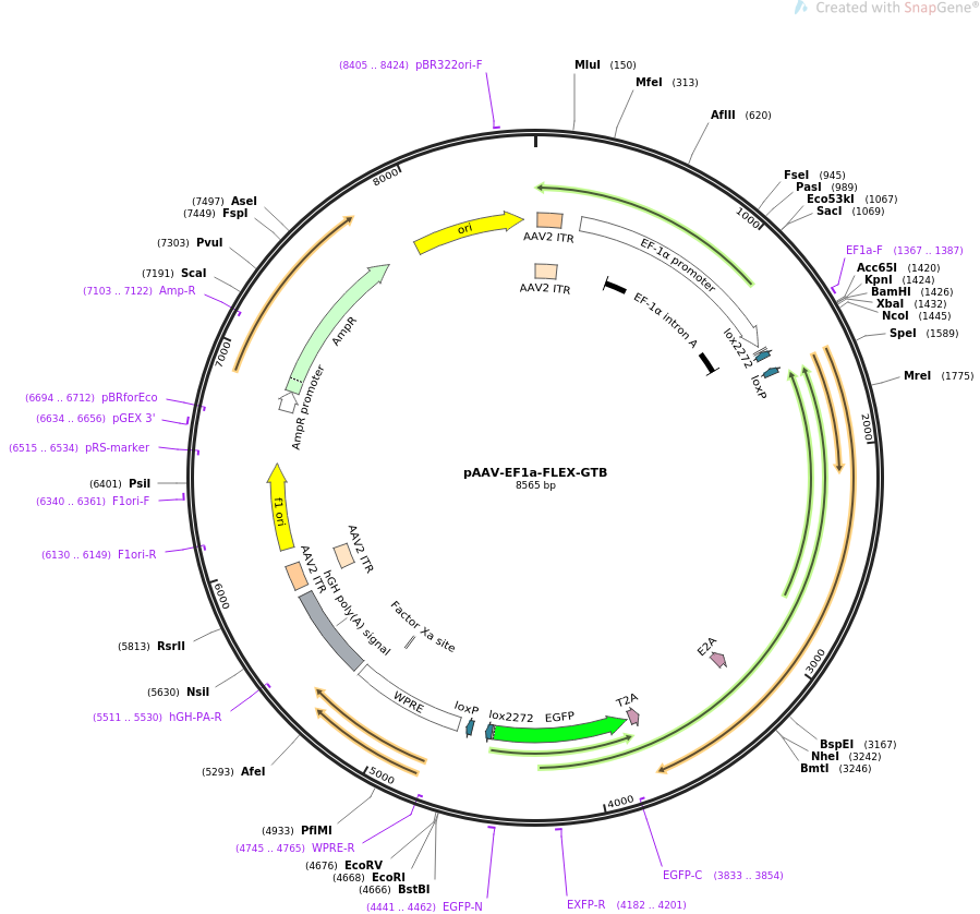 pAAV-EF1a-FLEX-GTB质粒图谱