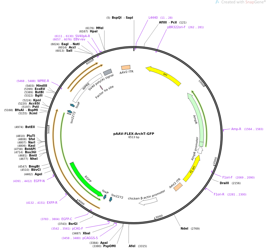 pAAV-FLEX-ArchT-GFP质粒图谱