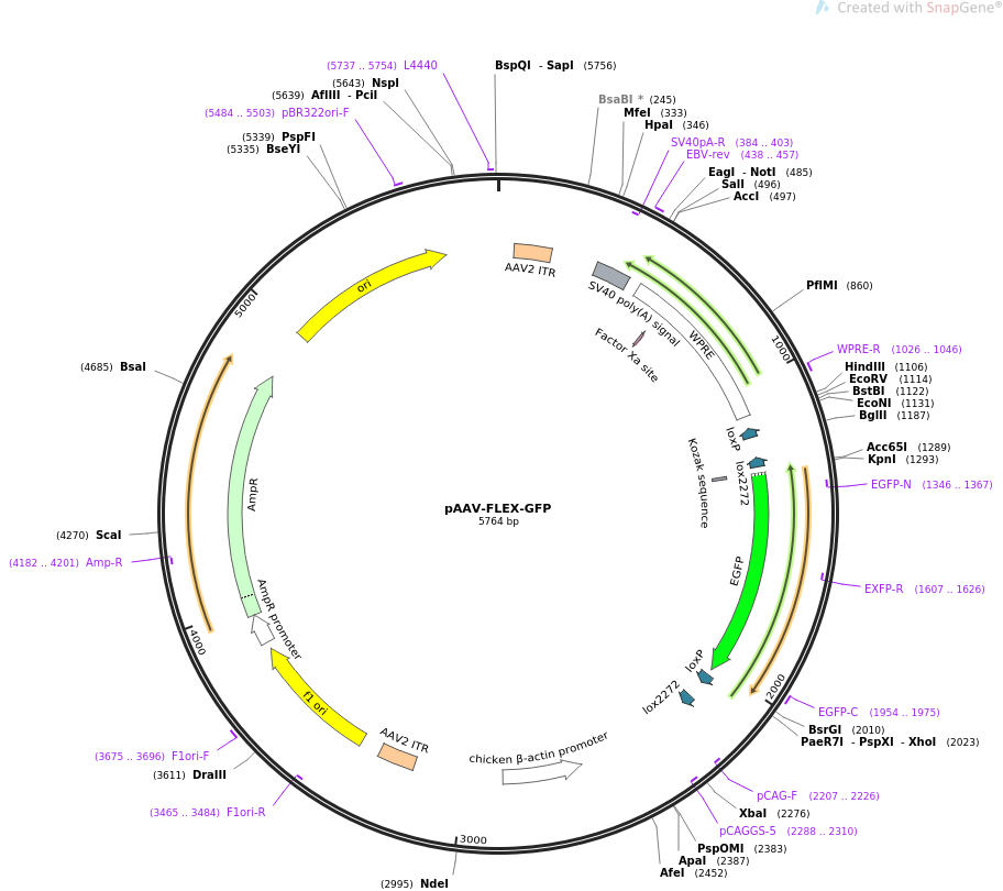 pAAV-FLEX-GFP质粒图谱