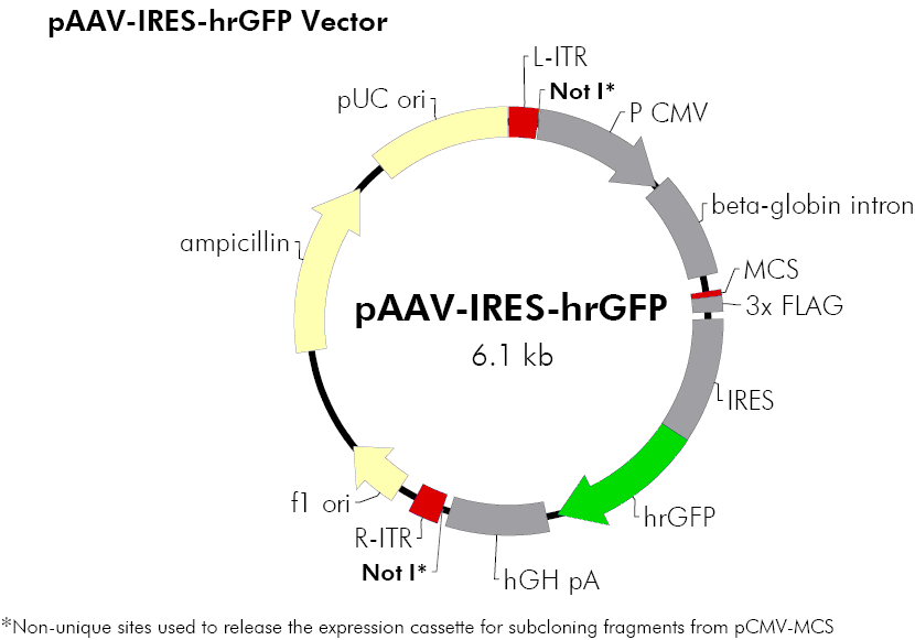 pAAV-IRES-hrGFP载体图谱